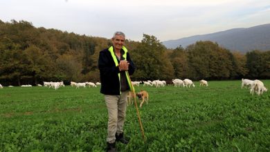 Süt Otu Desteği Meraları Berekete Kavuşturdu