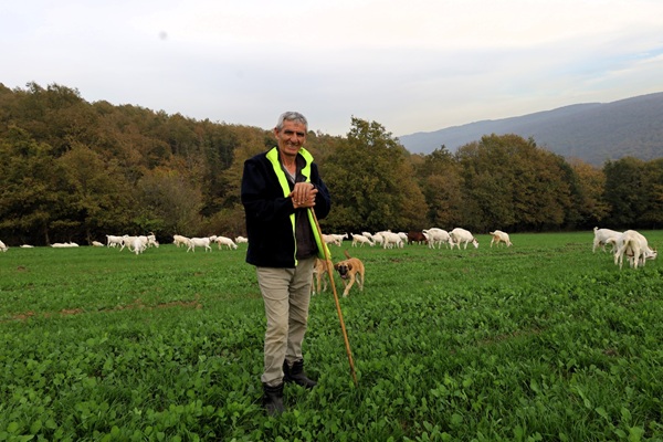 Süt Otu Desteği Meraları Berekete Kavuşturdu