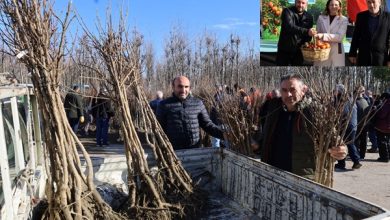 Ureticilere-3-bin-600-Trabzon-hurmasi-fidani-dagitildi